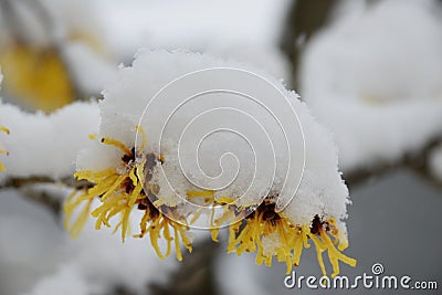 Snow, winter, snowing Stock Photo