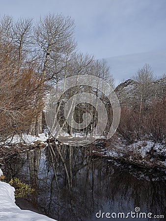 Snow and winter trees reflected in pond Stock Photo