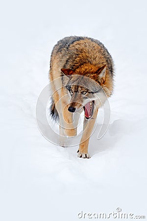 Snow winter with wolf. Gray wolf, Canis lupus, portrait with stuck out tongue, at white snow. Animal with open muzzle. Stock Photo
