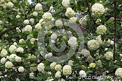 Snowball (Viburnum opulus) flower blossoming in spring Stock Photo