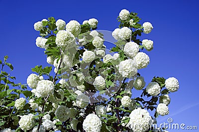 Snowball white blooms on blue sky. Viburnum opulus Stock Photo