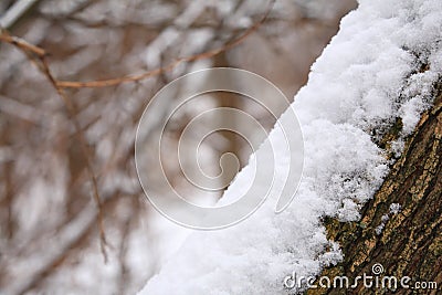 Snowbank on tree trunk Stock Photo