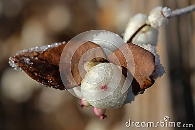 Snowberries with brown leaves covered with ice crystals Stock Photo