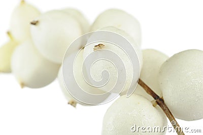 Snowberries (Symphoricarpos Albus) Stock Photo