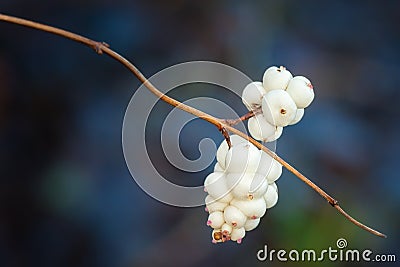 Snowberries (Symphoricarpos Albus) Stock Photo