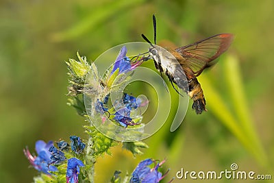 Snowberry Clearwing Moth - Hemaris diffinis Stock Photo