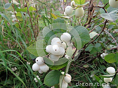 Snowberry lat. Symphoricarpos close up Stock Photo