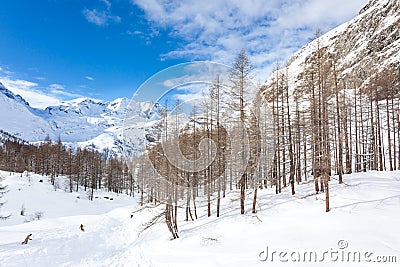 Snowboarders skiing in a snowy mountain forest Stock Photo