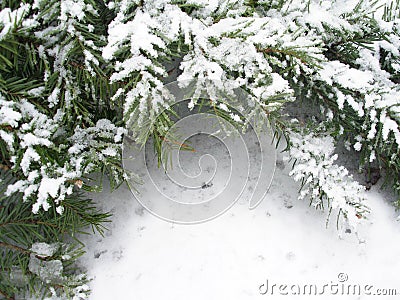 Snowbound branch of fir Stock Photo