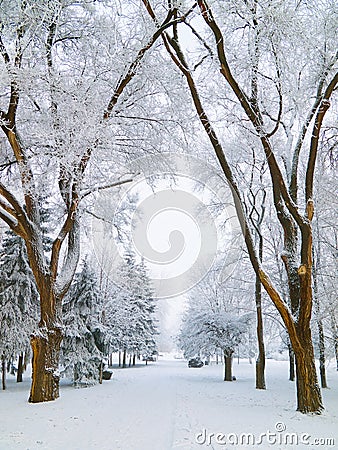 Snowbound city park walkway Stock Photo