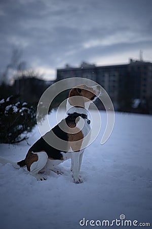 Snowbound Joy: Winter's Playful Companion Stock Photo