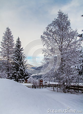 Snowbound trees in Austria Stock Photo