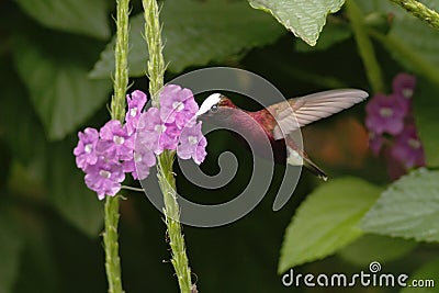 Snowcap, flying next to violet flower, bird from mountain tropical forest, Costa Rica, natural habitat, beautiful small endemic hu Stock Photo