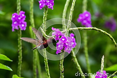 Snowcap, flying next to violet flower, bird from mountain tropical forest, Costa Rica, natural habitat, endemic Stock Photo