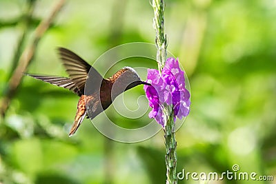 Snowcap, flying next to violet flower, bird from mountain tropical forest, Costa Rica, natural habitat, endemic Stock Photo