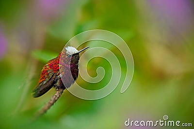 Snowcap, Microchera albocoronata, rare hummingbird from Costa Rica, red-violet bird sitting in beautiful pink flowers, scene at gr Stock Photo