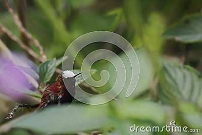 Snowcap, sitting on branch, bird from mountain tropical forest, Costa Rica, natural habitat, beautiful small endemic hummingbird Stock Photo