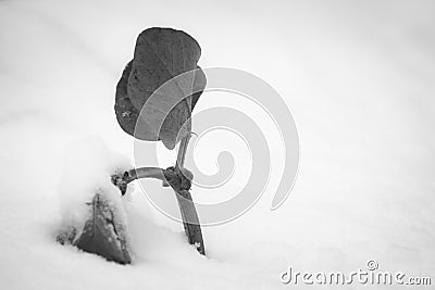 Snowcapped survival vegetable patch starring out the snow in springtime bad cold weather conditions, black and white southern fran Stock Photo