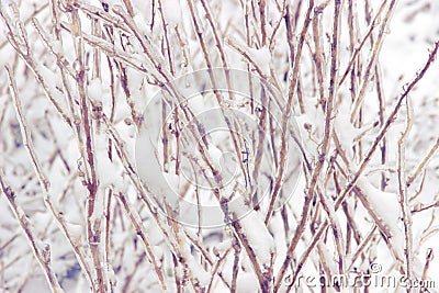 Snowcovered branch Stock Photo