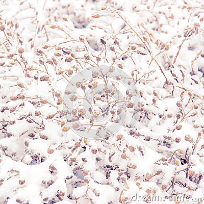 Snowcovered herb Stock Photo