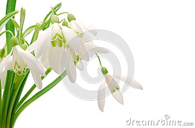 Snowdrop Stock Photo