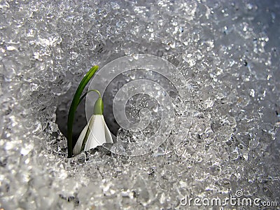 Snowdrop Stock Photo