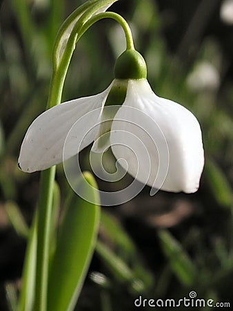 Snowdrop Stock Photo