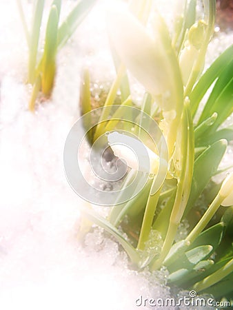 Snowdrop for background Stock Photo