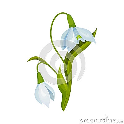 Snowdrop Drooping Flowers on Stem with Linear Leaves Vector Illustration Vector Illustration