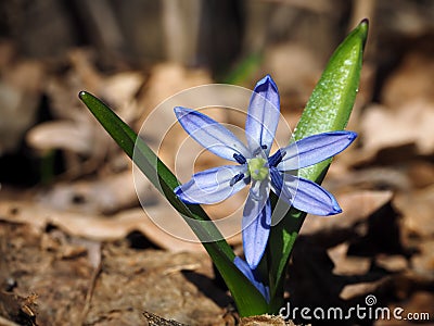 Snowdrop first blue brigt flower at sun opened Stock Photo