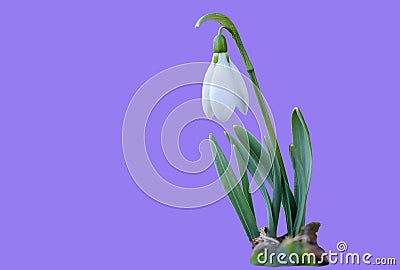 Snowdrop - first spring flower on purple background. Stock Photo