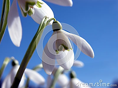 Snowdrop flower Stock Photo