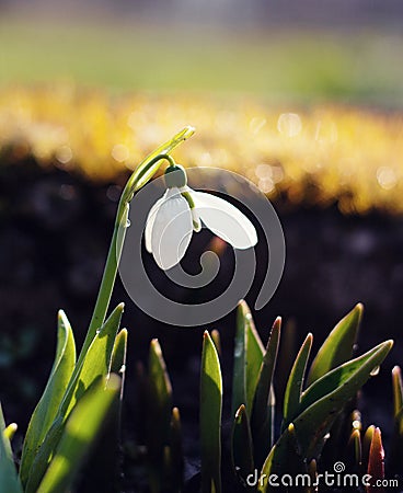 Snowdrop flower Stock Photo