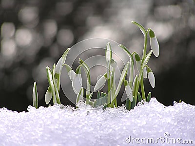 Snowdrop flower Stock Photo