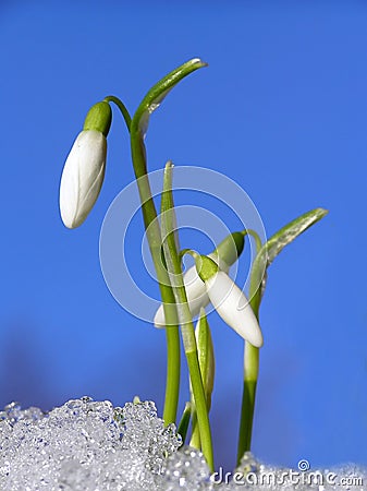 Snowdrop flower Stock Photo