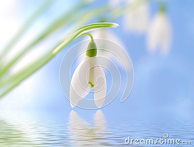 Snowdrop Flower Stock Photo