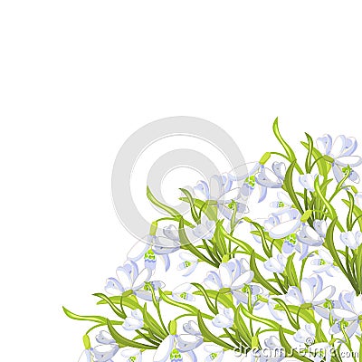 Snowdrop flower blossomed with leaves. Vector illustration Vector Illustration