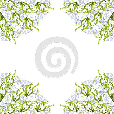 Snowdrop flower blossomed with leaves. Vector illustration Vector Illustration