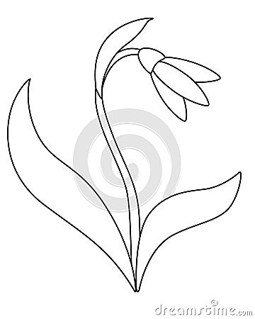 Snowdrop. Snowdrop flower with leaves and stalk. White forest primrose. First spring flower - vector linear picture for coloring. Vector Illustration