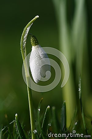 Snowdrop flower in morning dew Stock Photo