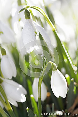 Snowdrop flower in morning dew, soft focus Stock Photo