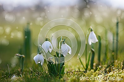 Snowdrop flower in nature with dew drops Stock Photo