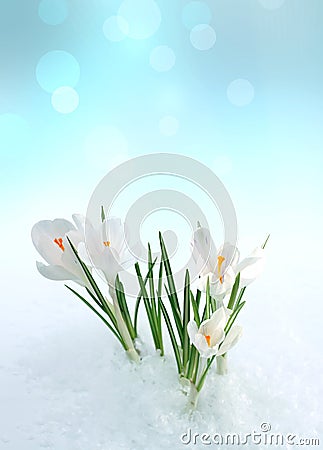 Snowdrop flower in snow Stock Photo