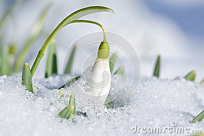 Snowdrop flower with snow in the garden Stock Photo