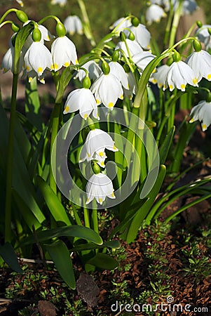 Snowdrop flowers Stock Photo