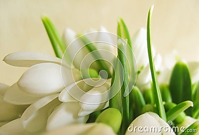 Snowdrop flowers Stock Photo