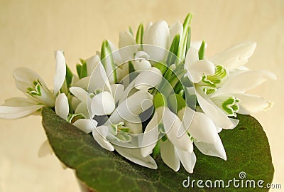 Snowdrop flowers Stock Photo