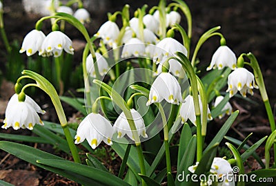 Snowdrop flowers Stock Photo