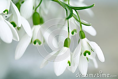 Snowdrop Flowers Stock Photo