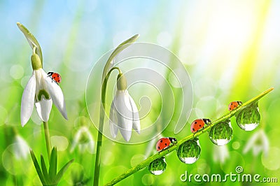 Snowdrop flowers with dewy grass and ladybugs on natural bokeh background. Stock Photo